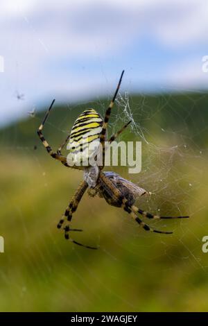 Eine Wespenspinne in einem großen Netz auf einem Hintergrund aus grünem Gras an einem sonnigen Tag. Argiope bruennichi. Stockfoto