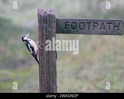 Großspecht, Dendrocopos Major, alleinerziehendes Weibchen auf Fußwegsschild, Yorkshire, Dezember 2023 Stockfoto