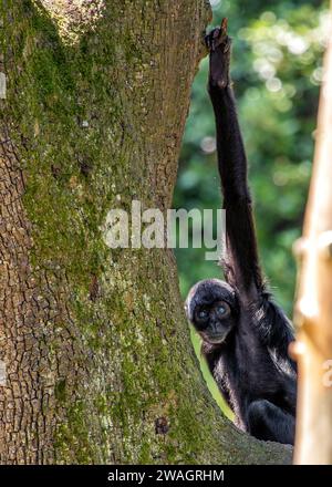 Ateles fusciceps rufiventris, der kolumbianische Black Spider Monkey, schwingt mit beweglichen Gliedmaßen durch südamerikanische Regenwälder. Erkannt durch sein schlankes B Stockfoto