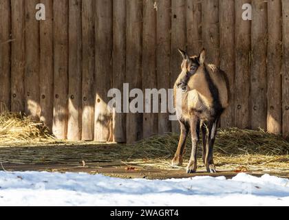 Rupicapra rupicapra, die Chamois, navigiert anmutig auf europäischen Almwiesen. Mit wendigen Hufen und einer robusten Konstruktion ist dieser Hufhufling in den Bergen Stockfoto