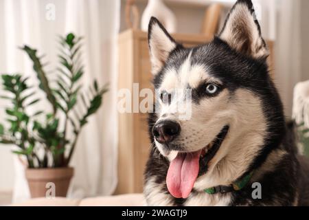 Süßer Husky-Hund im Wohnzimmer, Nahaufnahme Stockfoto