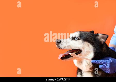 Tierarzt bürstet die Zähne des sibirischen Husky-Hundes auf orangefarbenem Hintergrund Stockfoto