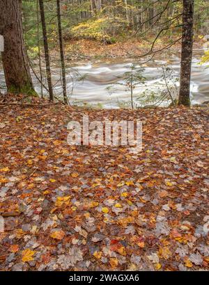 Pemigewasset River und Laub entlang des Eastside Trail, White Mountains, New Hampshire Stockfoto