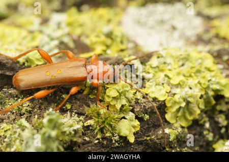 Nahaufnahme eines europäischen Veilchenbohrers, Phymatodes testaceus, der auf Holz sitzt Stockfoto