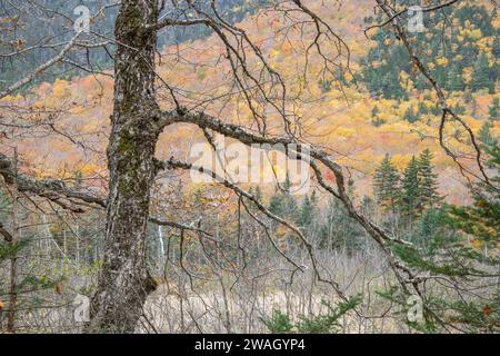 Laub in Crawford Notch entlang des Sam Willey Trail, White Mountains, New Hampshire Stockfoto