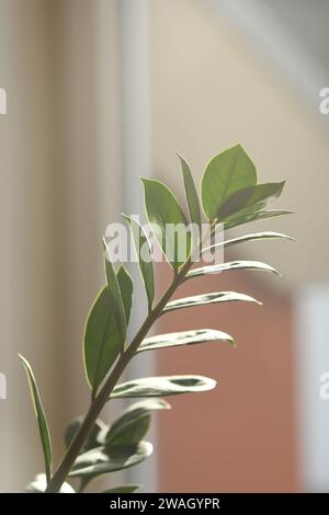 Vertikaler Schuss eines Zweigs einer glücklichen Federblume in der Sonne Stockfoto