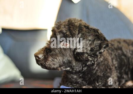 Nahaufnahme einer schwarzen Dackelpudel-Mischung Stockfoto