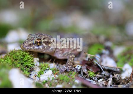 Türkischer Gecko, mediterraner Gecko (Hemidactylus turcicus), auf moosigen Steinen, Frankreich, Hyeres Stockfoto