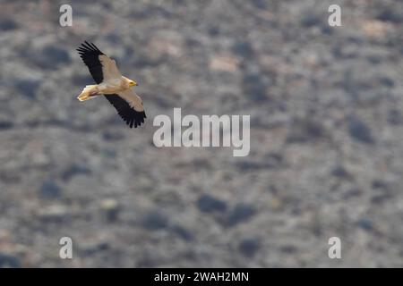 Ägyptischer Geier, Weißer Schnitzelgeier, Pharaonenhuhn (Neophron percnopterus), im Höhenflug, Seitenansicht, Kanarische Inseln, Fuerteventura Stockfoto