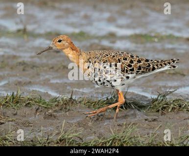 ruff (Alidris pugnax, Philomachus pugnax, Calidris pugnax), männlich auf der Suche nach Essen im matschigen Boden, Seitenansicht, Niederlande, Nordholland, W Stockfoto