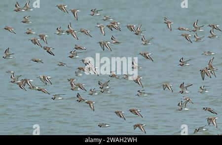 Herde von Watvögeln im Flug über die Wattenmeerküste, Niederlande, Nordniederländer, Quarantaine, Wieringen Stockfoto