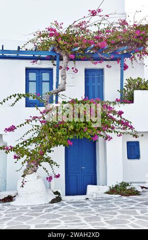 Papierfabrik, vier Uhr (Bougainvillea spec.), typisches Haus im Dorf Paros, Griechenland, Kykladen, Paros Stockfoto