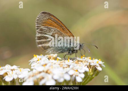 Kastanienheide (Coenonympha glycerion, Coenonympha iphis), saugende Nektar an einer weißen Blume, Seitenansicht, Frankreich, Allos Stockfoto