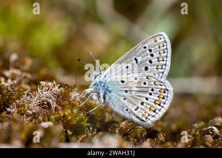 Eros blau, Wiesenblau (Polyommatus eros), Imago, Seitenansicht, Frankreich, Allos Stockfoto