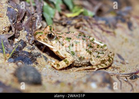 Petersilienfrosch, gemeiner Petersilienfrosch, Schlammtaucher, gefleckter Schlammfrosch (Pelodytes punctatus), auf dem Boden sitzend, Seitenansicht, Frankreich, Rennes Stockfoto