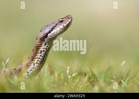 asp Viper, Aspic Viper (Vipera aspis), weiblich, Porträt, Frankreich, Le Mans Stockfoto