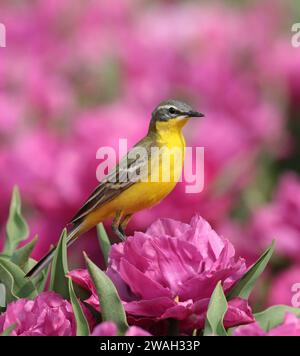 Gelber Bachstelz (Motacilla flava), erwachsener Rüde auf violetter Tulpe, Niederlande Stockfoto