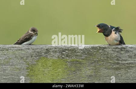 Sand martin (Riparia riparia), junge Scheune, die einen jungen Sand anschreit, um aus dem Zaun zu kommen, der Sand martin war nicht beeindruckt, Nether Stockfoto