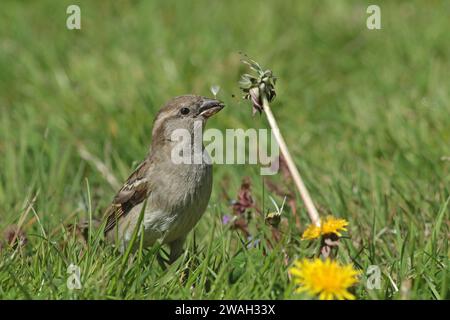 Haussperling (Passer domesticus), Weibchen isst Löwenzahn Früchte, Niederlande, Nordholland, Wieringen, Stroe Stockfoto