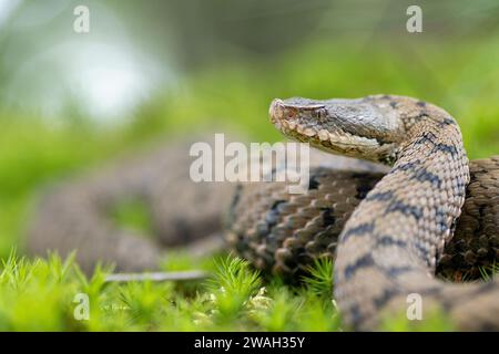 asp Viper, Aspic Viper (Vipera aspis), weiblich, Porträt, Frankreich, Le Mans Stockfoto