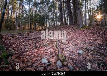 Stokes State Forest im Sussex County, NJ, auf dem Blue Mountain Trail in einem späten Nachmittag im frühen Winter Stockfoto