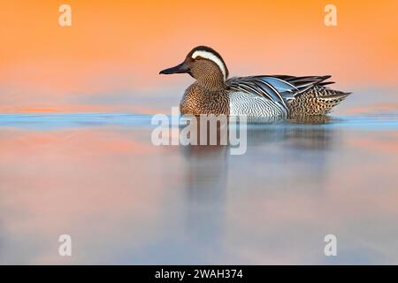 Garganey (Anas querquedula), drache im Zuchtgefieder schwimmt in der Dämmerung, Seitenansicht &#8203;, Italien, Toskana, Florenz; Signa; Stockfoto