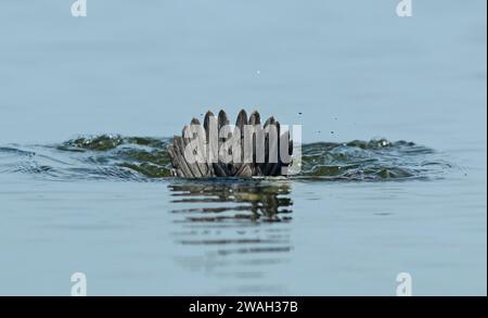 Gewöhnliches goldenauge (Bucephala clangula), Schwanzfedern eines tauchdrachen ragen aus dem Wasser, Niederlande, Nordniederländische, Wieringermeer Stockfoto