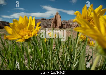 Blick durch helle gelbe Sonnenblumen in Richtung Tempel der Sonne im Kapitol Reef Stockfoto