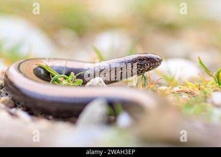 Europäischer langsamer Wurm, Blindwurm, langsamer Wurm (Anguis fragilis), Weibchen, das sich über den Boden schlängelt, Frankreich Stockfoto