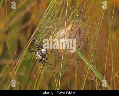 Schwarz-gelbe Argiope, schwarz-gelbe Gartenspinne (Argiope bruennichi), Weibchen im Kokon, Niederlande, Gelderland, Hoge Vel Stockfoto