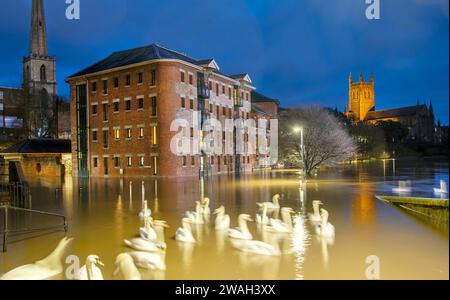 Schwäne sammeln sich auf Hochwasser entlang des Flusses Severn, nachdem seine Ufer platzen, Worcester Cathedral Beyond, in der Abenddämmerung, Worcestershire, England, Großbritannien. Stockfoto
