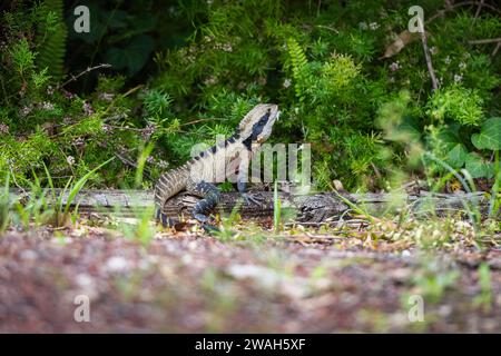 Porträt des australischen Wasserdrachen (Intellagama lesueurii) in seinem natürlichen Lebensraum. Stockfoto