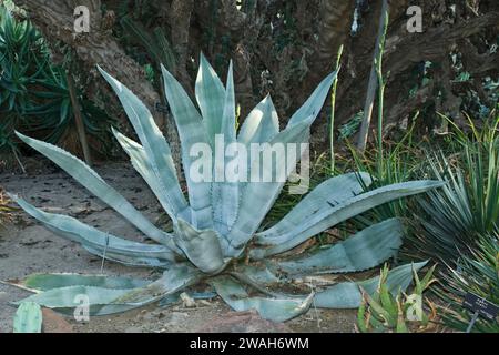 Riesige tropische und Dürreresistente blaue Agavenpflanze Stockfoto