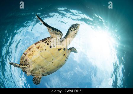 Eine Karettschildkröte, Eretmochelys imbricata, schwimmt direkt unter der Meeresoberfläche in Raja Ampat. Dieses wunderschöne Reptil ist eine vom Aussterben bedrohte Spezies. Stockfoto