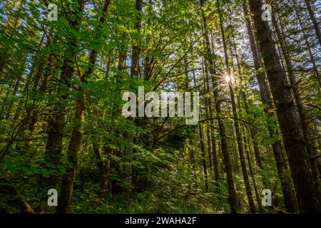 Bäume und Sonnenstern; North Fork Middle Fork des Willamette River Trail, Cascade Mountains, Oregon. Stockfoto