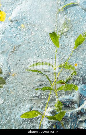 Hintergrund, Kräuterkryotherapie aus in transparentem Eis gefrorenen Heilkräutern Stockfoto