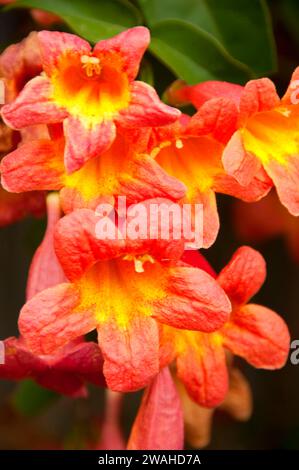 Blumen, Ladybird Johnson Wildflower Center, Austin, Texas Stockfoto