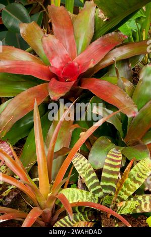 Bromelie, Zilker Botanical Garden, Austin, Texas Stockfoto