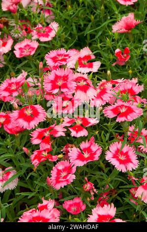 Blumen, Zilker Botanical Garden, Austin, Texas Stockfoto