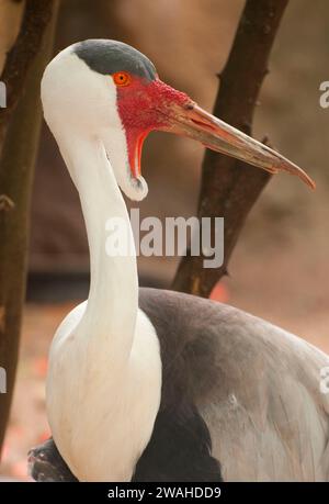 Wattled Crane (Bugeranus carunculatus), Gladys Porter Zoo, Brownsville, Texas Stockfoto