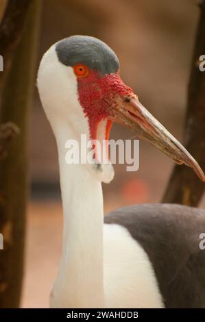 Wattled Crane (Bugeranus carunculatus), Gladys Porter Zoo, Brownsville, Texas Stockfoto