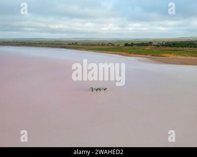 Aus der Vogelperspektive auf den Lake Bumbunga (Lochiels Pink Lake) im Clare Valley in South Australia Stockfoto