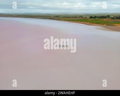 Aus der Vogelperspektive auf den Lake Bumbunga (Lochiels Pink Lake) im Clare Valley in South Australia Stockfoto