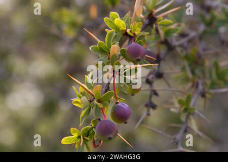 calafate Beere Nahaufnahme Stockfoto