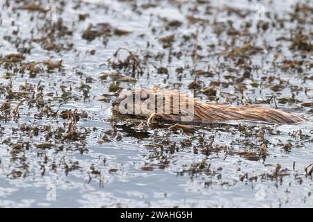 moschusratte schwimmt im Feuchtgebiet Stockfoto