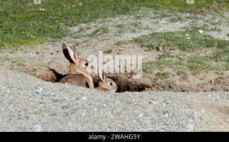 Kaninchen und Baby-Kaninchen verstecken sich in einem Loch Stockfoto