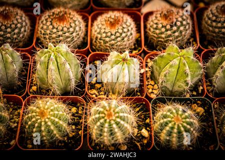 Babykaktus in Reihen für einen Garten Stockfoto