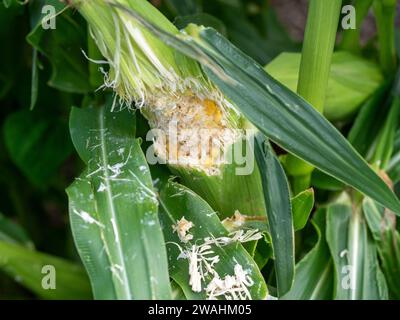 Irgendwas hat die Maiskolben am Stiel im Gemüsegarten gegessen Stockfoto