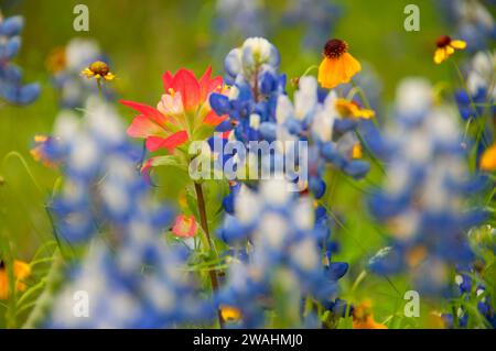 Indian Paintbrush mit Texas Bluebonnet, Inks Lake State Park, Texas Stockfoto