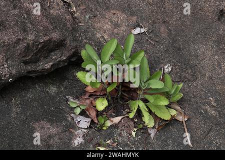 Nur wenige Glockenpflanzen (Kalanchoe Pinnata), die auf einer Oberfläche eines Granitfelsens wachsen. Diese Pflanze kann aus Blättern und KN neue Pflanzen erzeugen Stockfoto